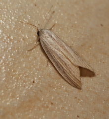 Prionopterina grammatistis
