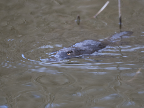 Platypus
