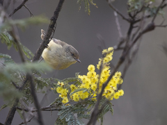 Acanthiza reguloides
