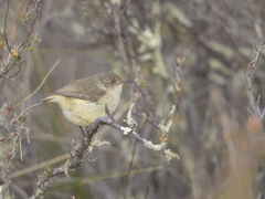 Acanthiza reguloides