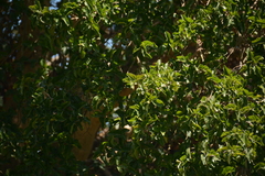 Ficus sycomorus sycomorus