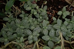 Fittonia