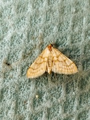 Paracorsia repandalis