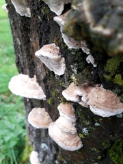 Trametes trogii