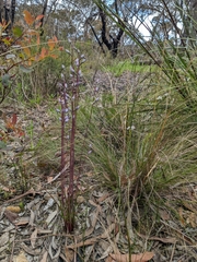 Thelymitra × truncata