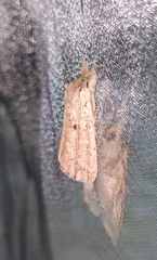 Turnaca punctata