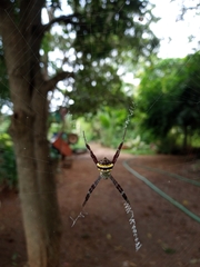 Argiope anasuja