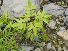 Tetradium glabrifolium