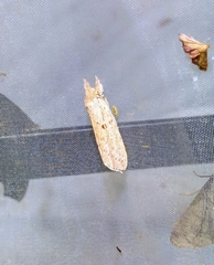 Turnaca punctata