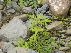 Tetradium glabrifolium