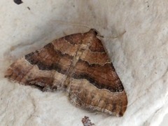 Larentia clavaria