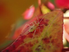 Aphidomorpha
