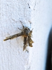 Apochima flabellaria