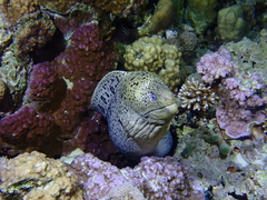 Gymnothorax javanicus