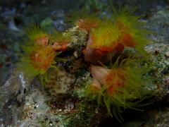 Cladopsammia gracilis