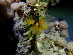 Cladopsammia gracilis