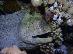 Gymnothorax javanicus