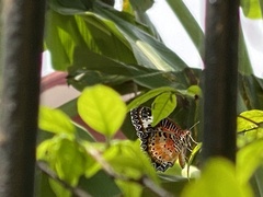 Cethosia cyane