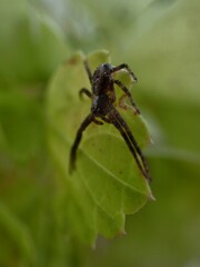 Philodromus aureolus