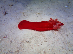 Hexabranchus sanguineus