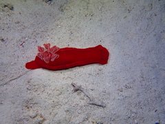 Hexabranchus sanguineus