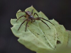 Philodromus aureolus