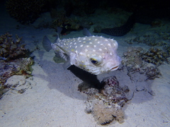 Cyclichthys spilostylus