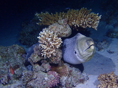 Gymnothorax javanicus
