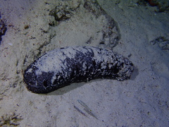 Holothuria atra