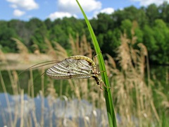 Ephemera vulgata