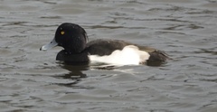 Aythya fuligula