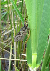 Ephemera vulgata