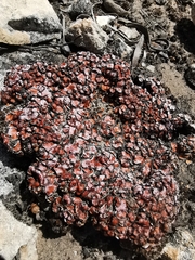 Psora