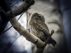 Glaucidium passerinum