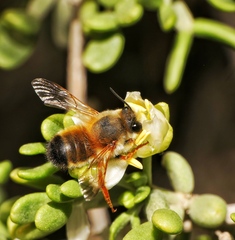 Megachile sicula