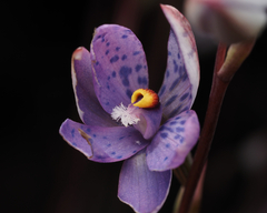 Thelymitra × truncata