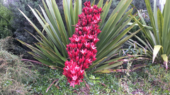 Doryanthes