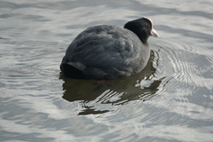 Fulica atra