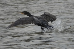 Phalacrocorax carbo