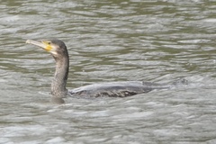Phalacrocorax carbo