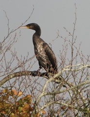 Phalacrocorax carbo