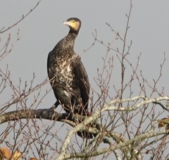 Phalacrocorax carbo