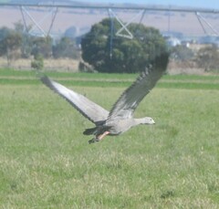 Cereopsis novaehollandiae