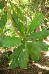 Anthocleista grandiflora