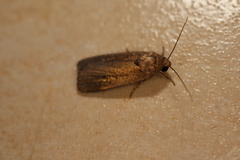 Athetis tenuis