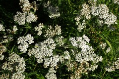 Achillea millefolium