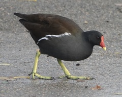 Gallinula chloropus