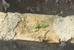 Zhangixalus prominanus