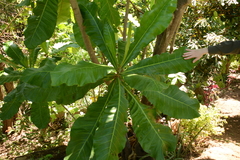 Anthocleista grandiflora