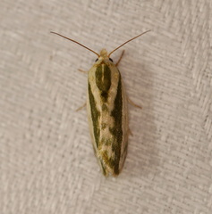 Earias huegeliana